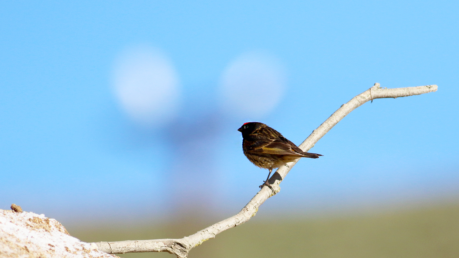 Fire-fronted Serin